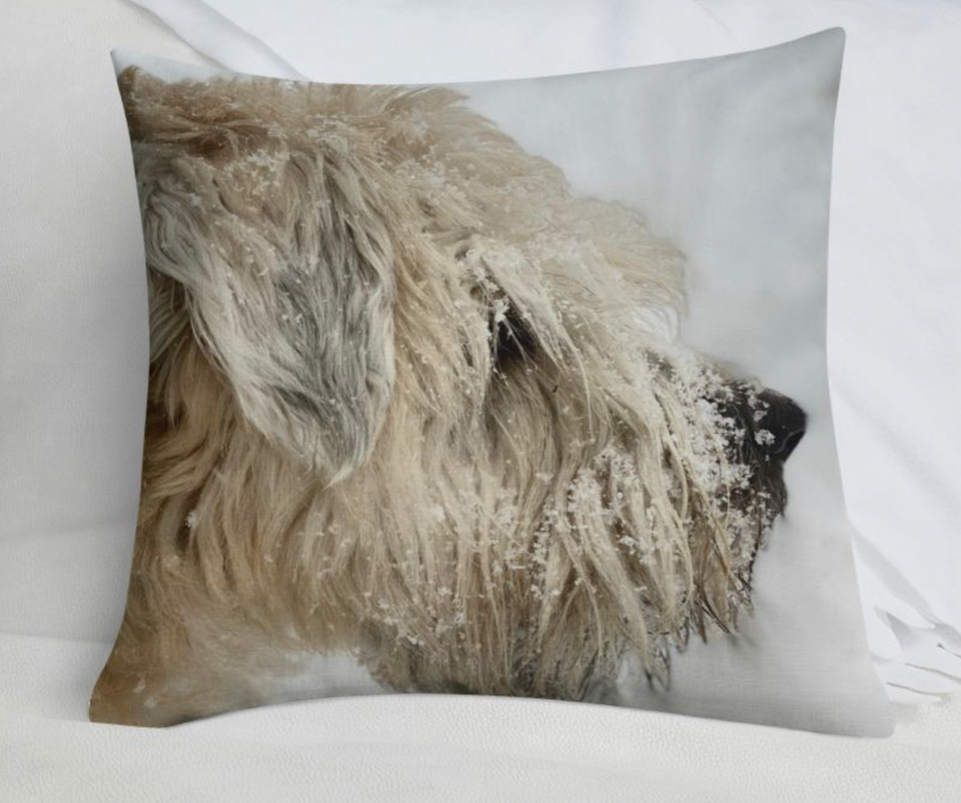 Wheaten with snow on cushion