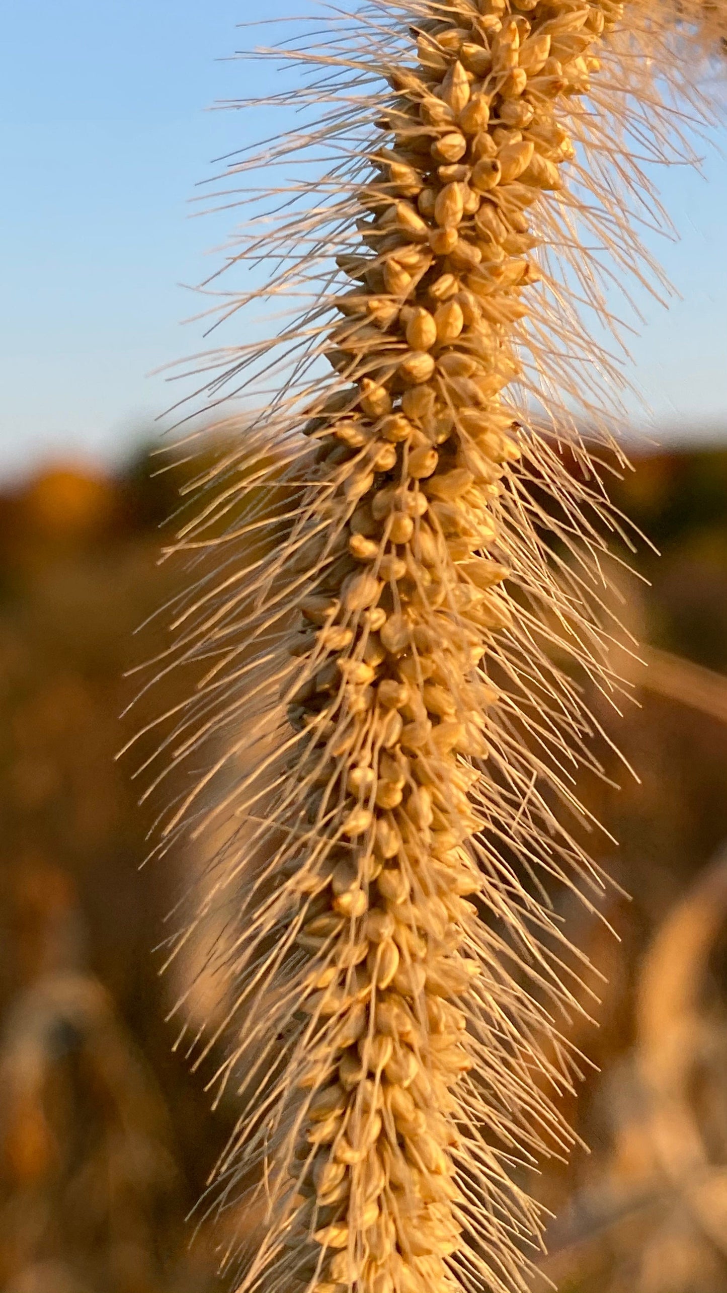 wild wheat picture on canvas - the wheaten store