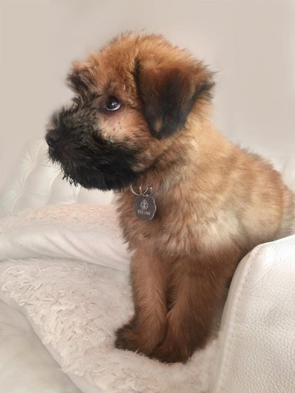 The Wheaten Store - Wheaten Puppy canvas